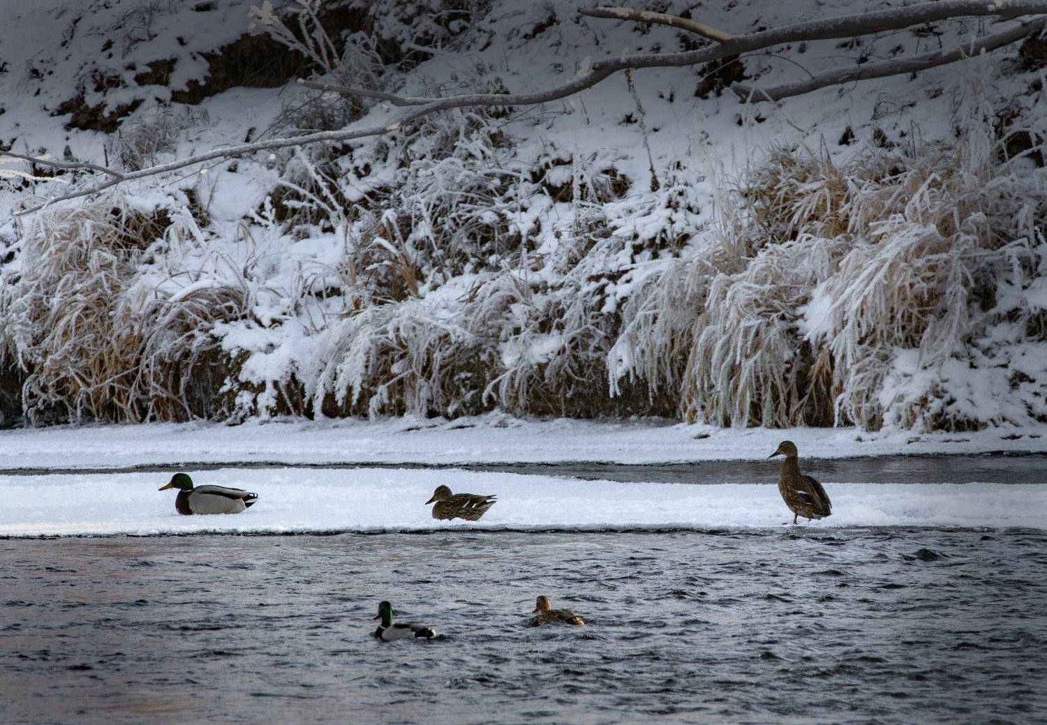 , петр чиков
