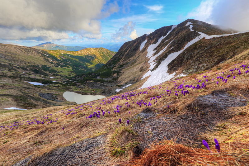 горы, карпаты, крокус, озеро, бребенескул, томнатик, шафран, гейфеля, crocus, гутин, бребенескуль, томнатек, heuffelianus Под снежником фото превью