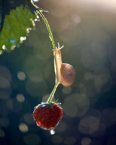 Strawberry way