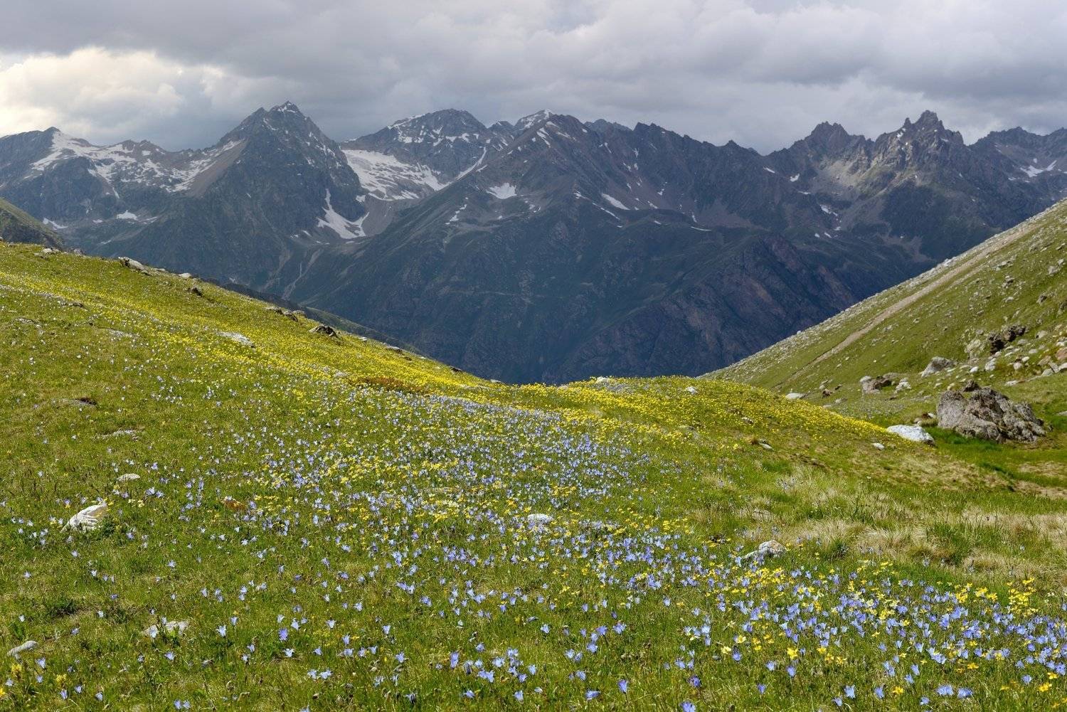 горы лето узункол  цветение, Александр Жарников