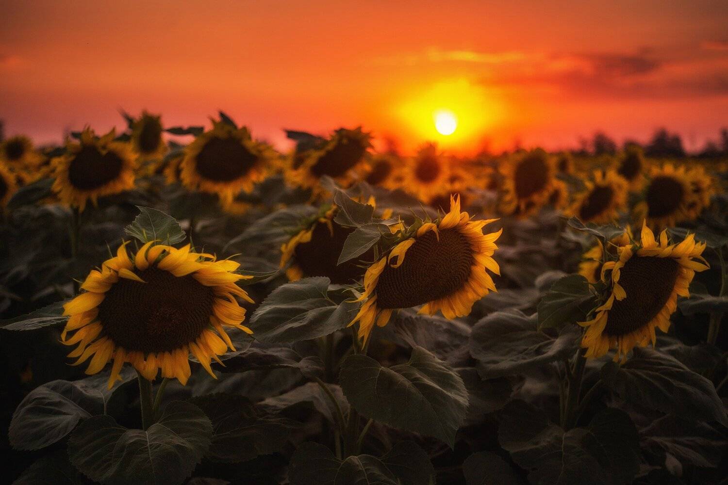 , Павел Сагайдак
