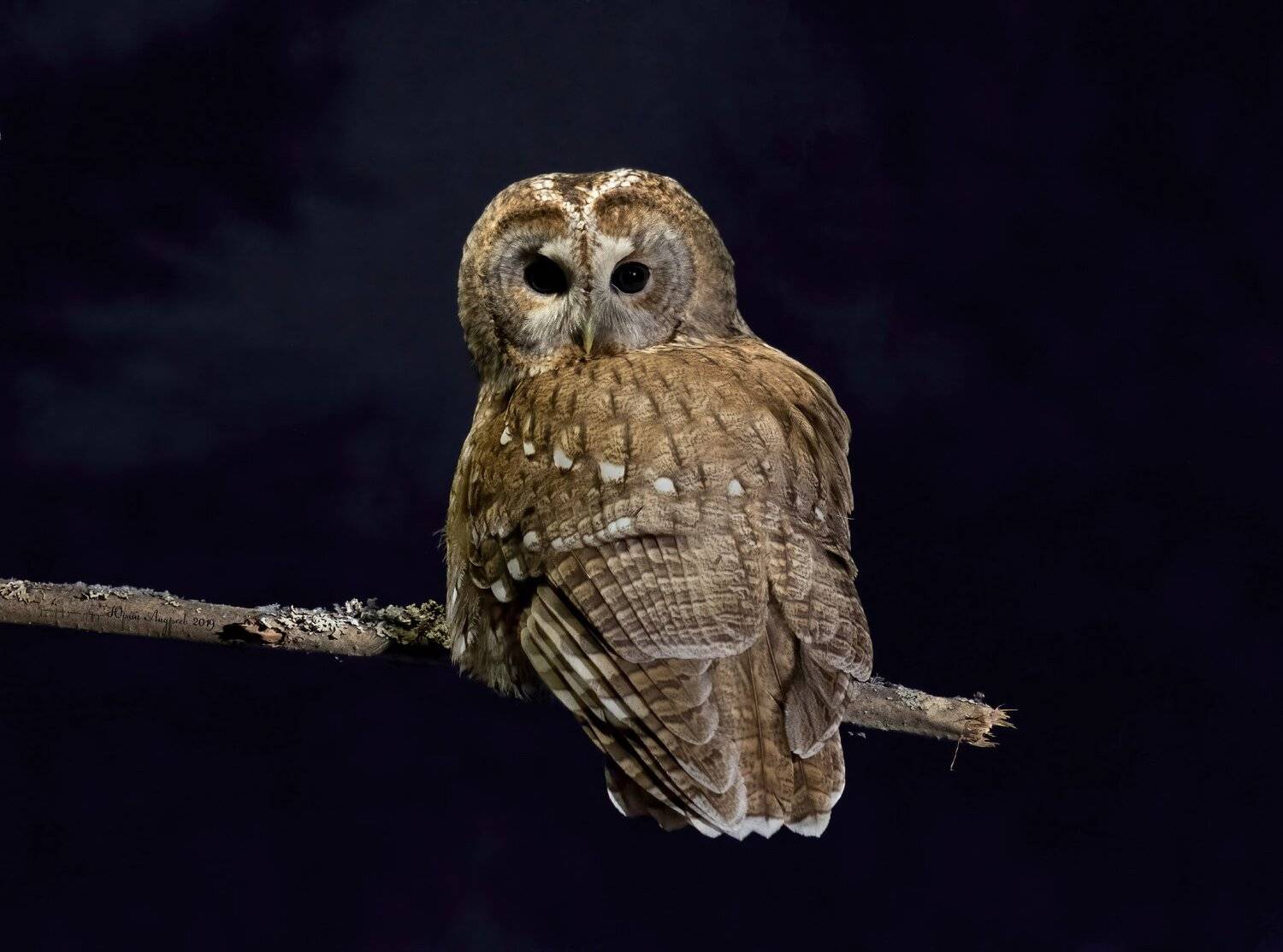 неясыть серая tawny owl, Юрий Андреев