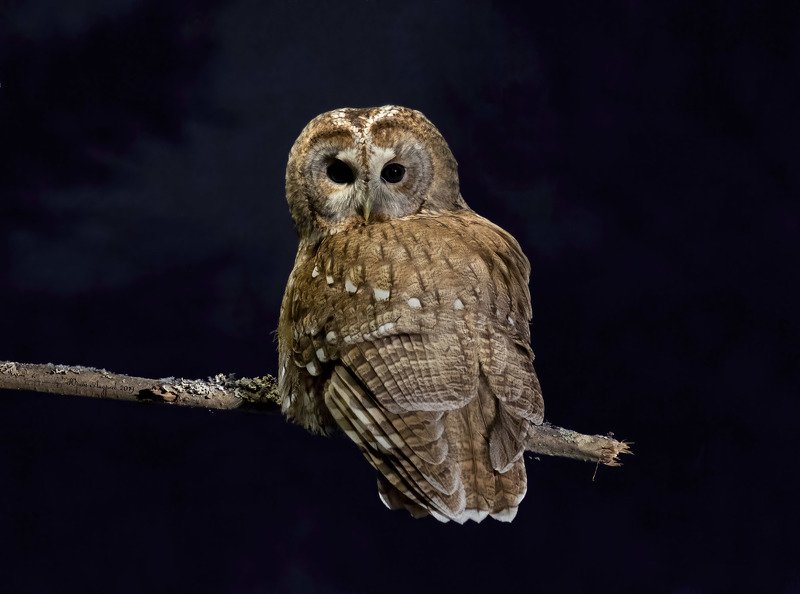 Обыкновенная неясыть фото превью