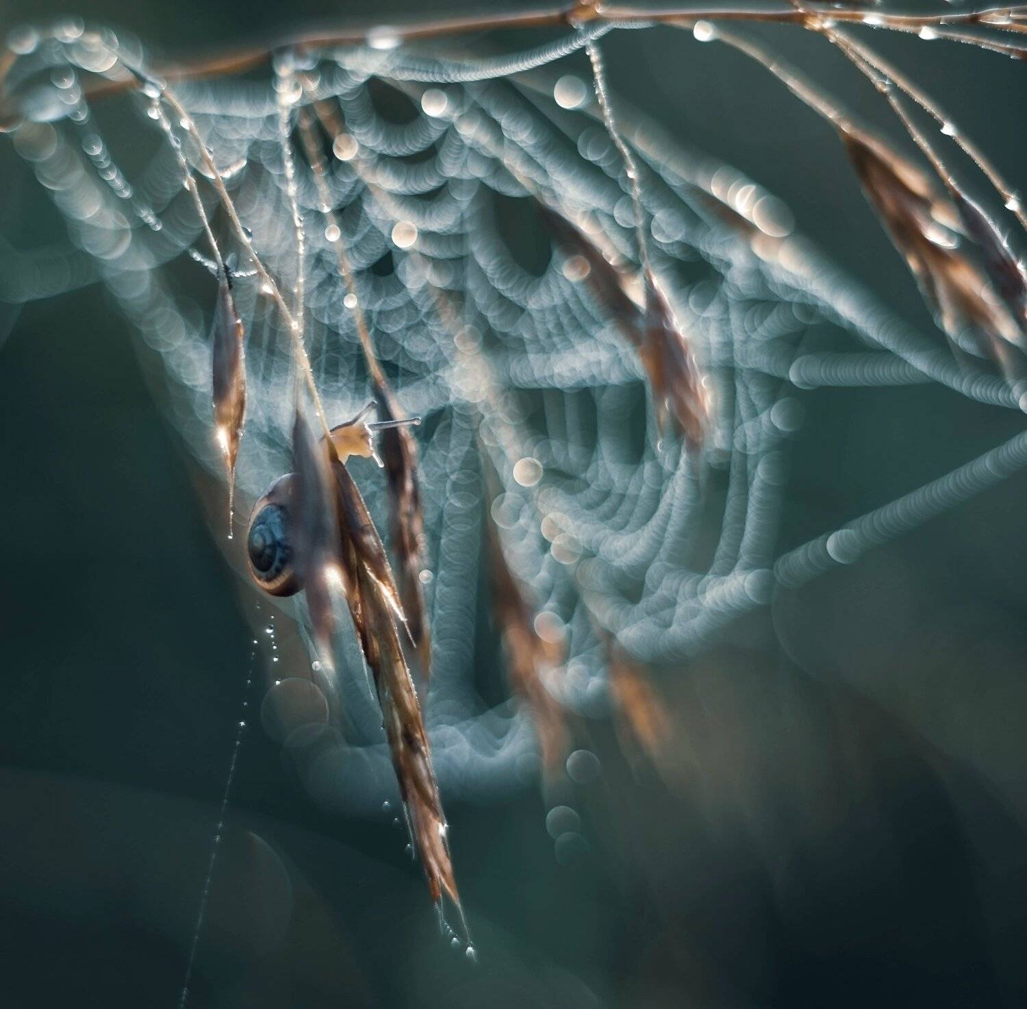 макро, утро, роса, улитка, паутина, рассвет, природа, Лапшина Владлена