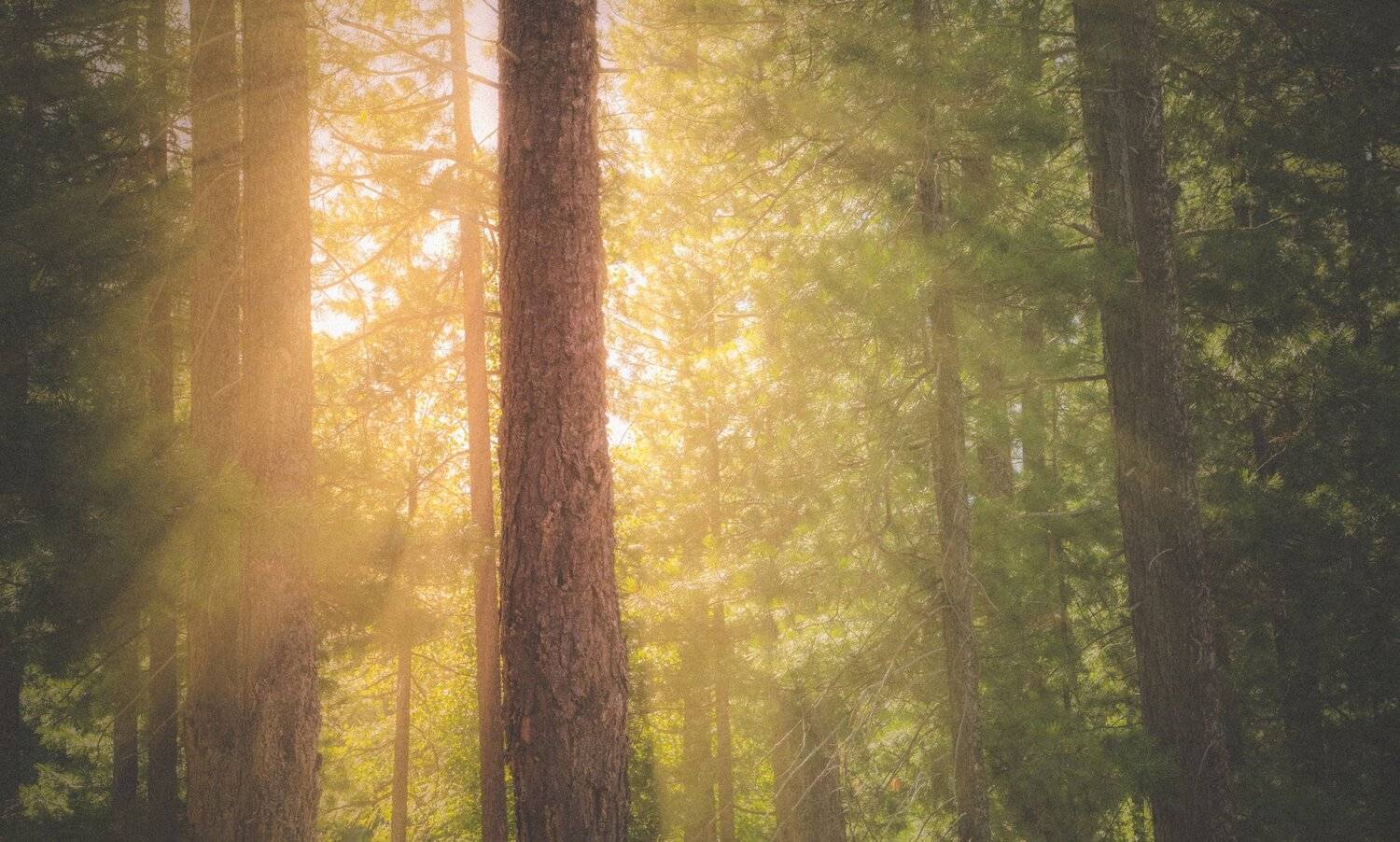 no people, forest, tree, nature outdoors, tree trunk, woodland , landscape, day, tranquil scene, sunlight, sunbeam, Andrey Raspopov