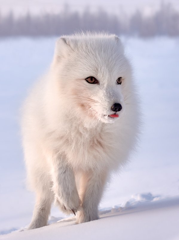 полярный лис, тундра, заполярье, зима, песец Что-то интересное... фото превью