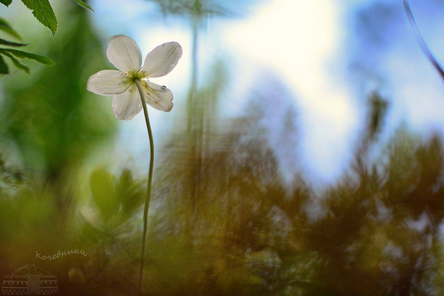 первоцветы, цветы, ветреница лесная, весна, макросъемка, Юлия Абрамова