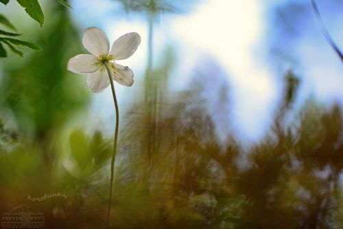 Дыхание весны: ветренница лесная