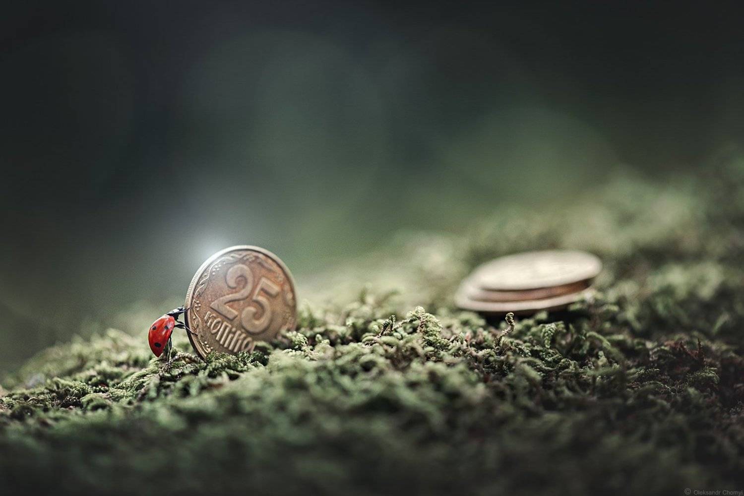украина, коростышев, природа, лес, волшебство, макро, макро красота, макро мир, макро истории, перекатывать, денежка, копеечка, 25 копеек, жизнь, сказка, копить, откладывать, божья коровка, фотограф, чорный,, Александр Чорный