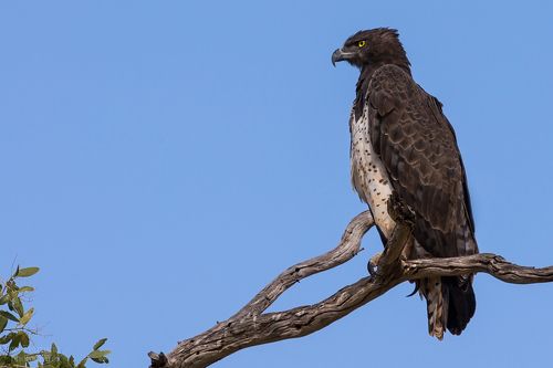 Африканский боевой орел.