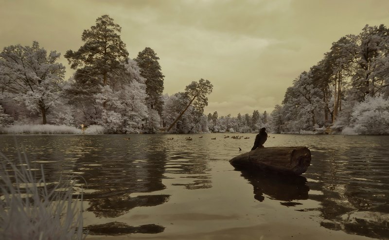 инфракрасный *** фото превью