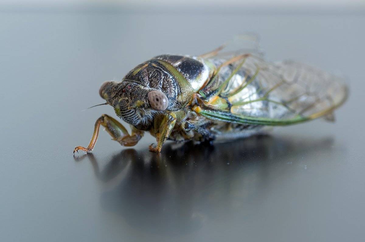 , Александр Земляной