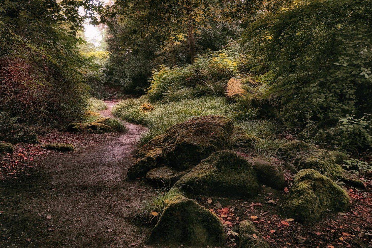 лес, природа, тропинка, камни, Виктор Климкин