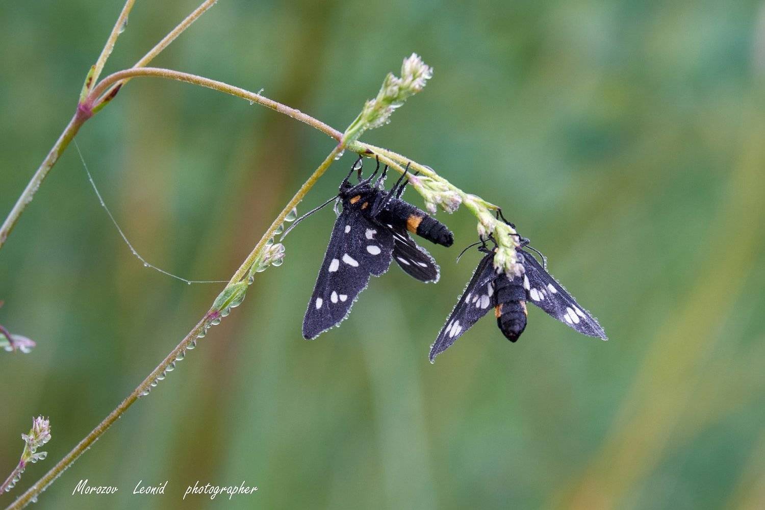 #nature, #туман, #лес, #oсень, #украина, #карпаты, #пейзаж, #закат, #туман, #солнце, #свет, #mountain range, #mountains, #туризм, #лес, #nature, #природа,, Леонид Морозов