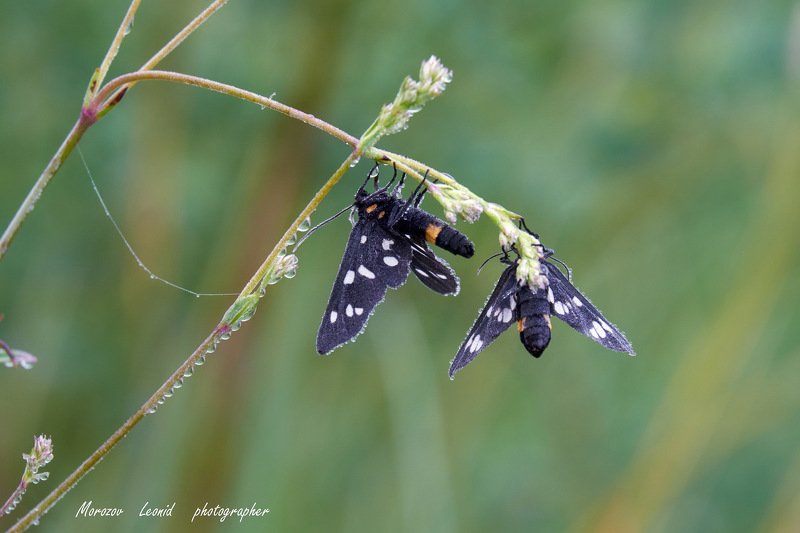 #nature, #туман, #лес, #oсень, #украина, #карпаты, #пейзаж, #закат, #туман, #солнце, #свет, #mountain range, #mountains, #туризм, #лес, #nature, #природа, *** фото превью