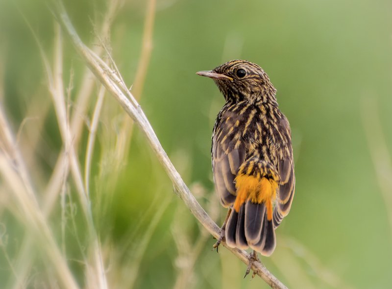птица, варкушонок, слёток, гнездо, варакушонок.. фото превью