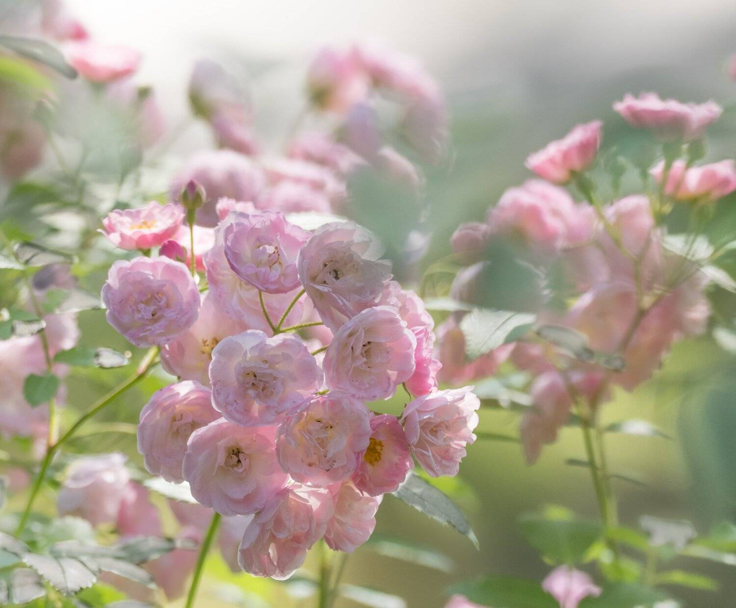 , Курлянцев Алексей