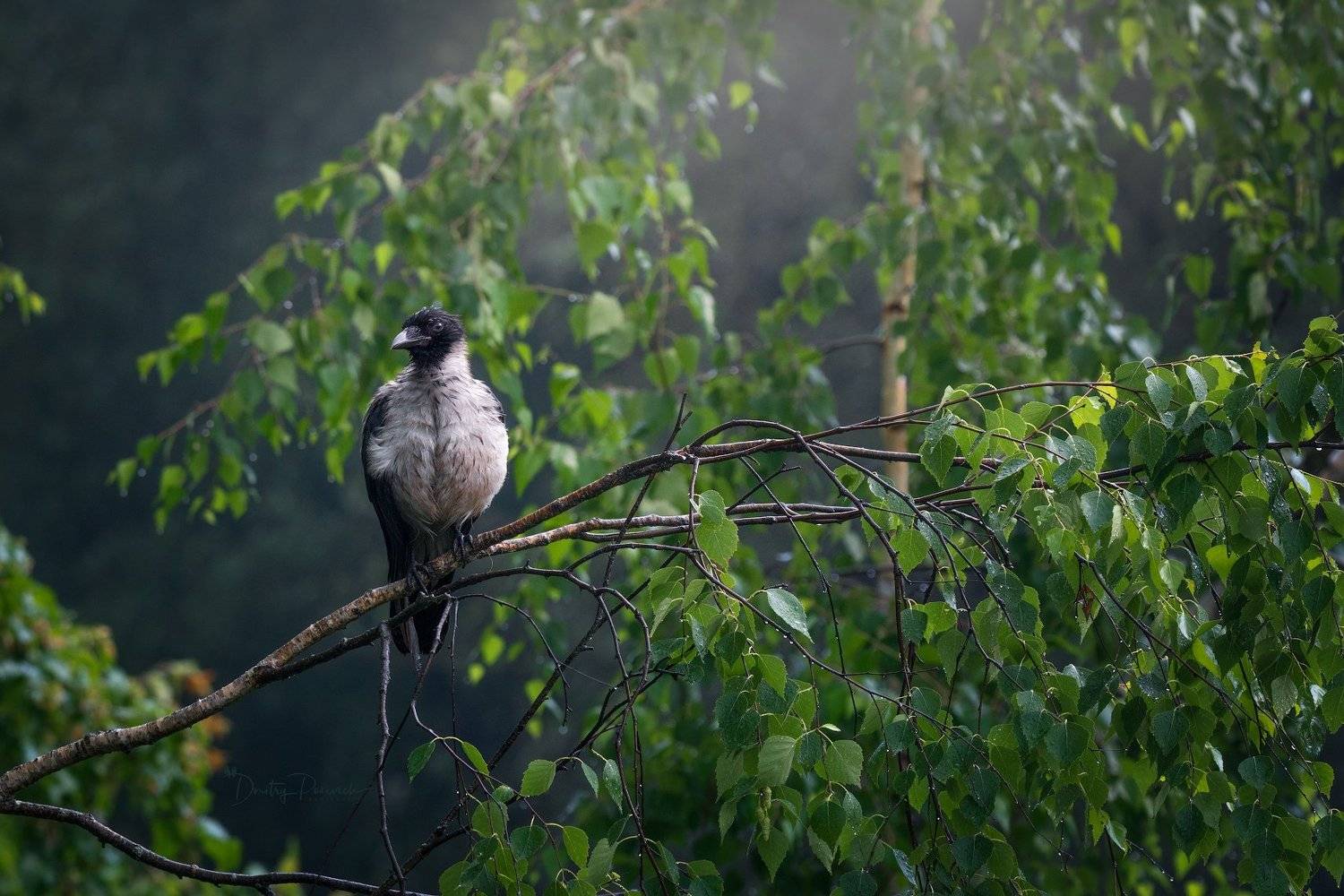 природа, лес, поля, огороды, животные, птицы, макро, Дмитрий Посевич