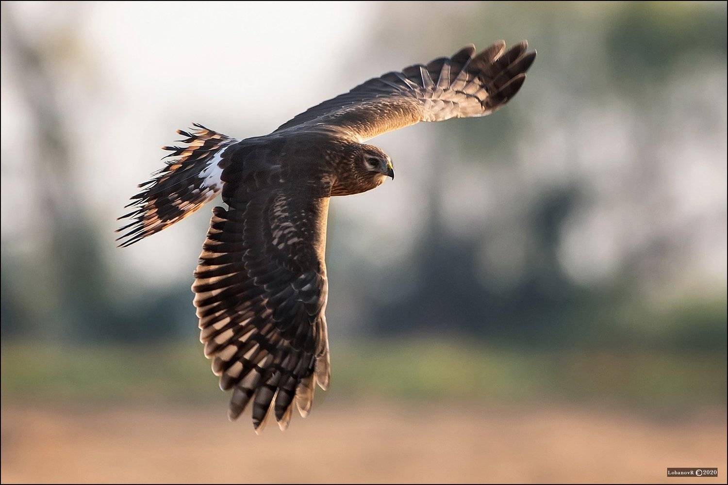 лунь, птицы, сергиев, посад, пересвет, лобанов, Lobanov Roman