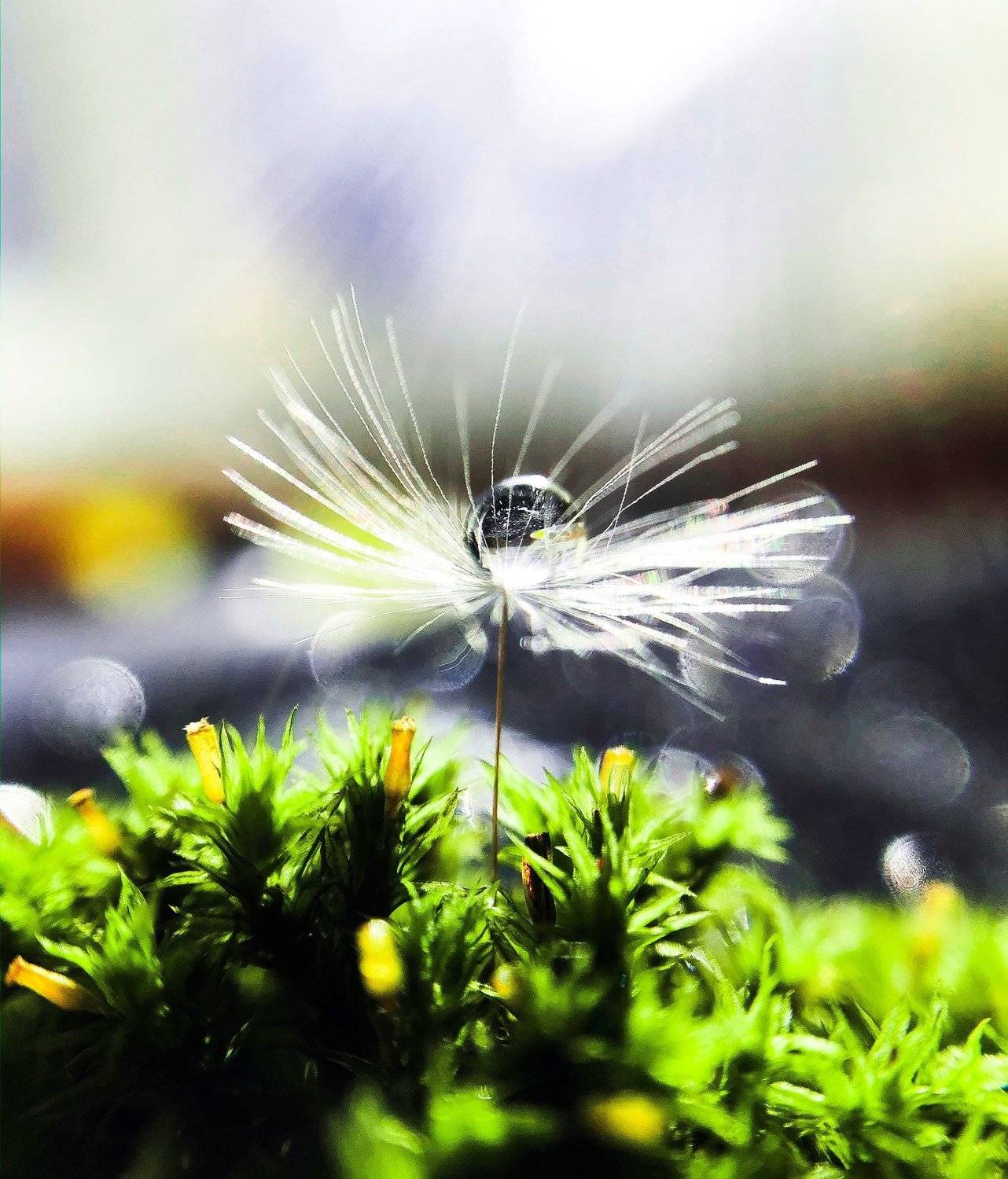 , Вероника Денисова