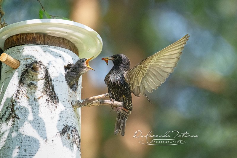 birdswatching, птицы Маловато будет! фото превью