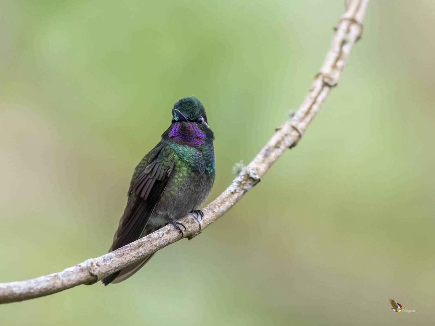 , Fernando Burgalin Sequeira