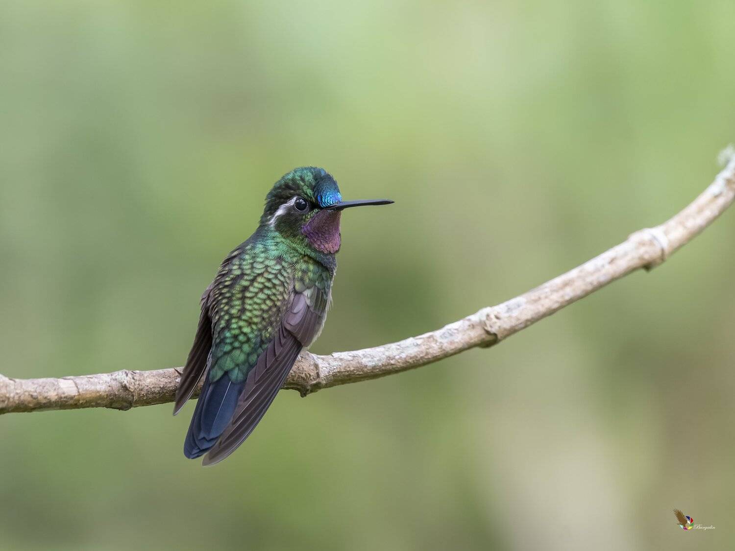 , Fernando Burgalin Sequeira