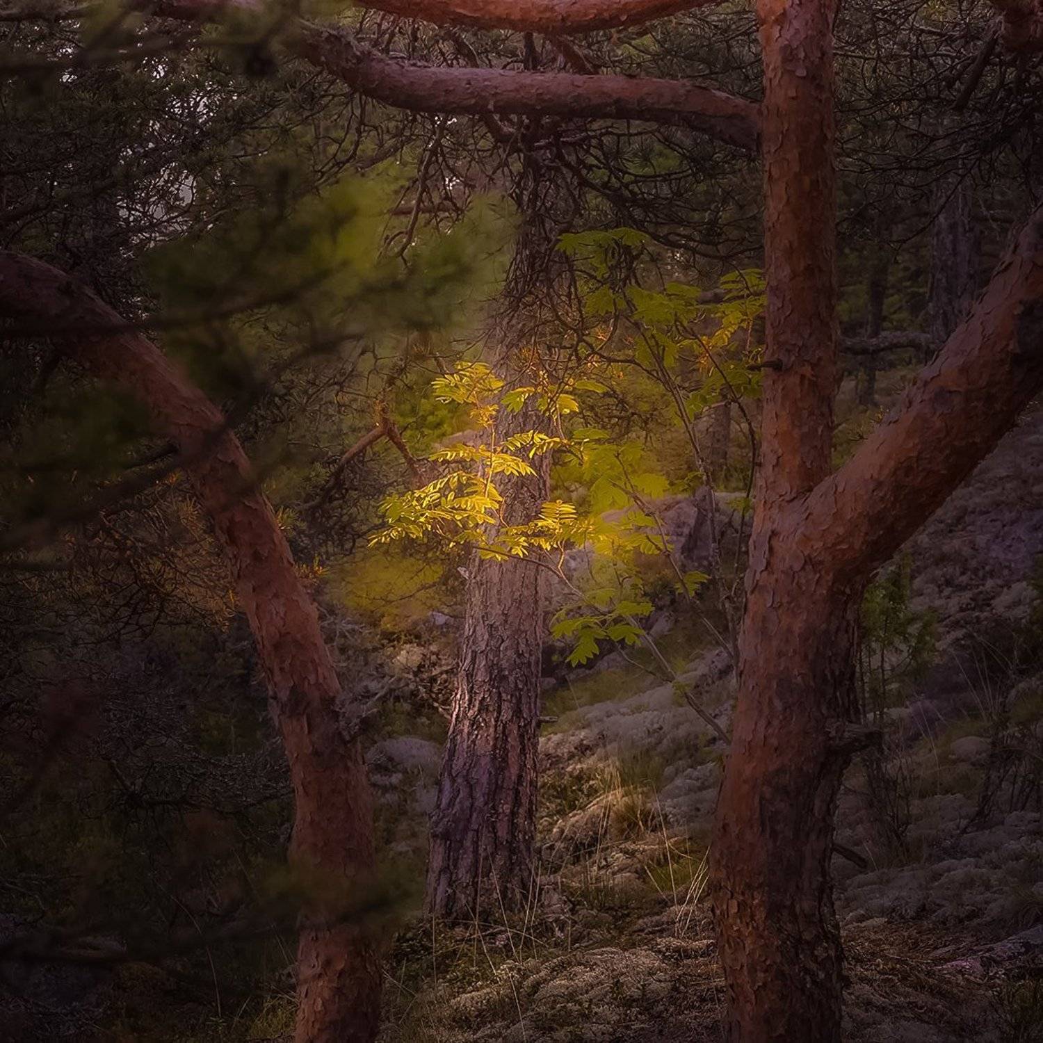 , Елена Маковоз