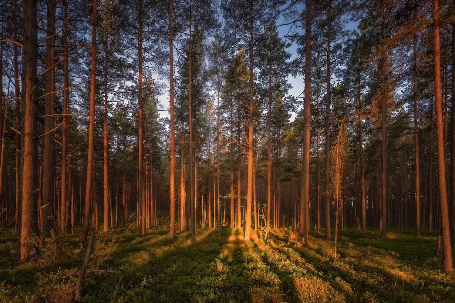 , Елена Маковоз