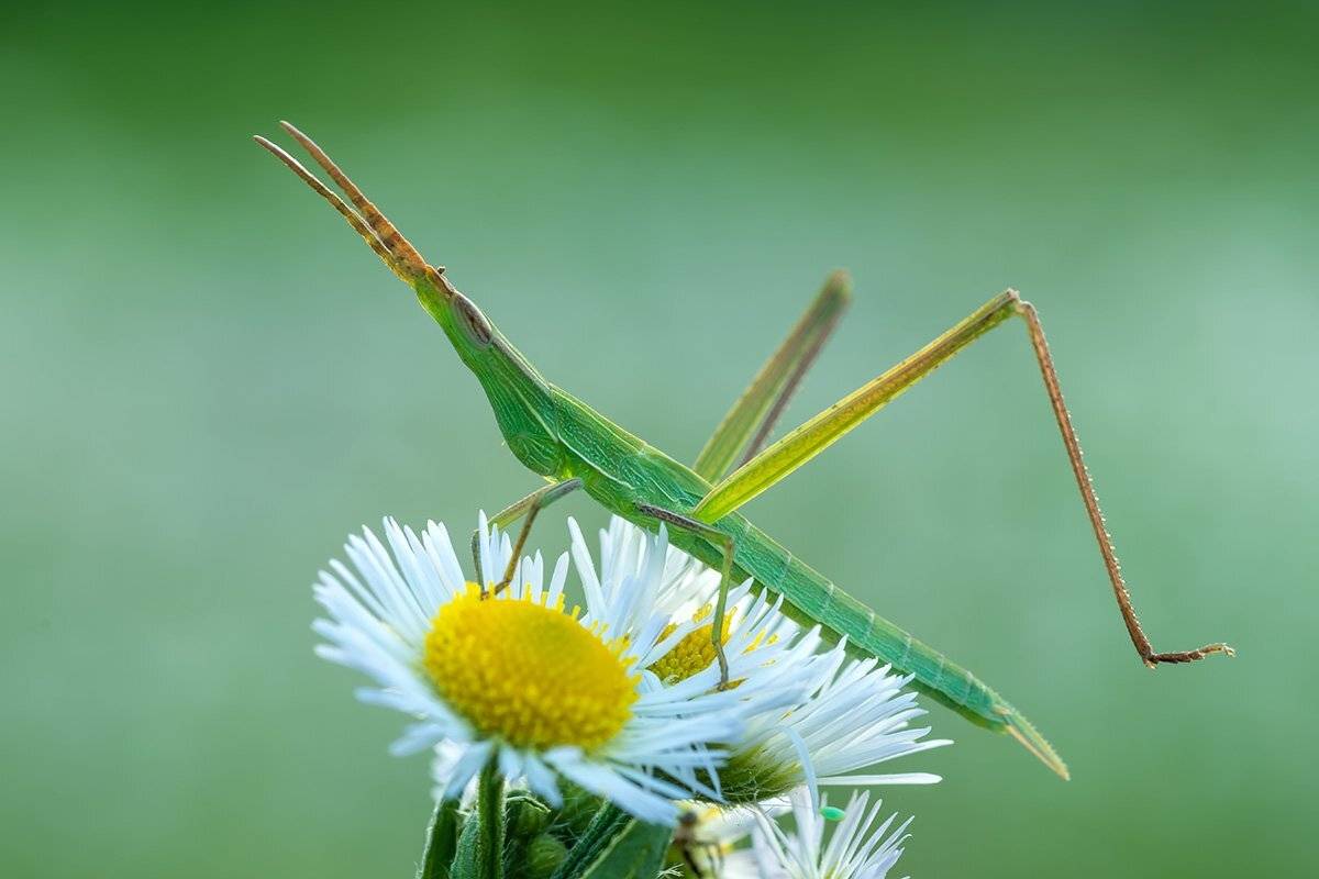 , Александр Земляной