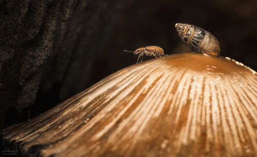 Синхронная мимикрия