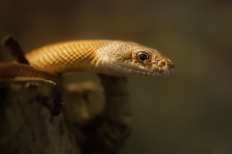 PRO гадов. фото превью