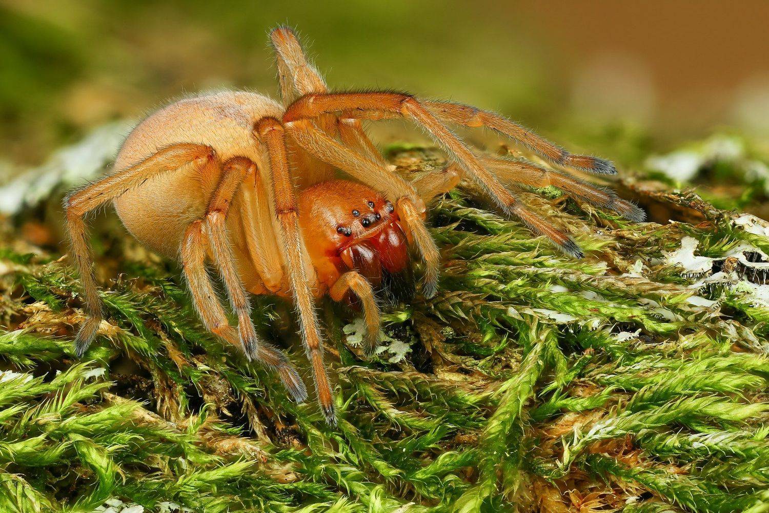 паук,макро,природа,растение,цвет,зеленый,животное, Андрей Шаповалов