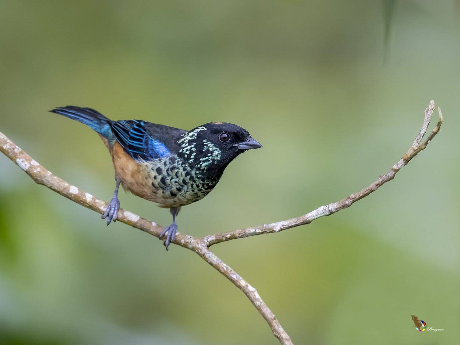 , Fernando Burgalin Sequeira