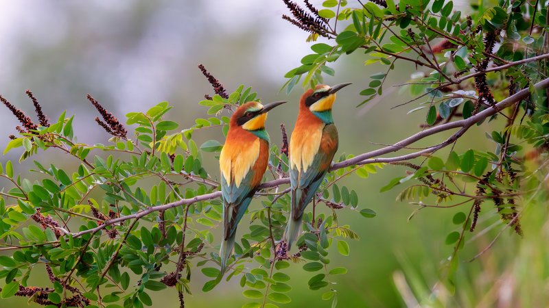 WILDLIFE фото превью