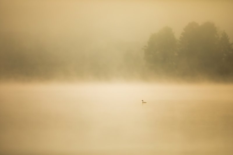 Wildlife minimal фото превью