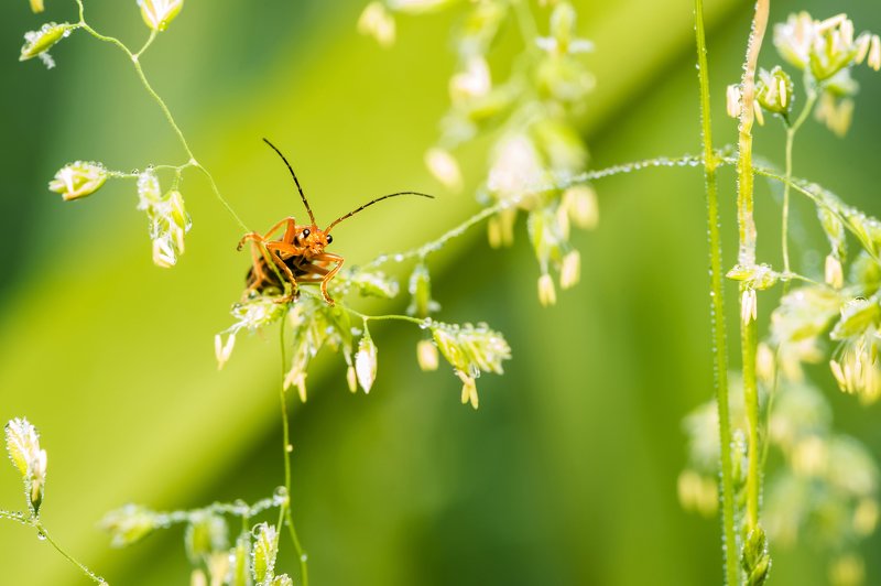 Любопытный фото превью