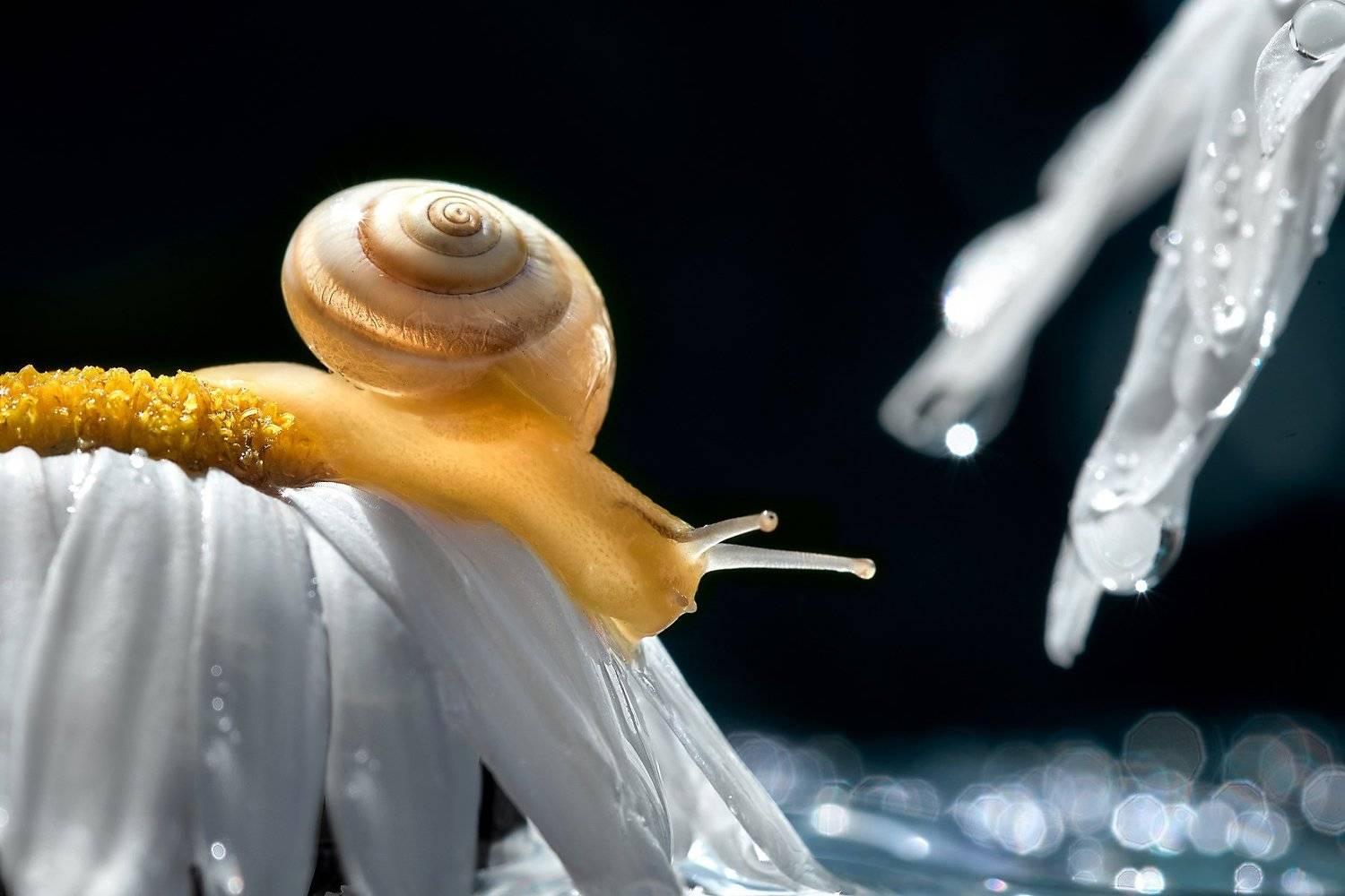 macro, nikon, nature,sigma, цветы, макро, боке, Анна Дегтярёва