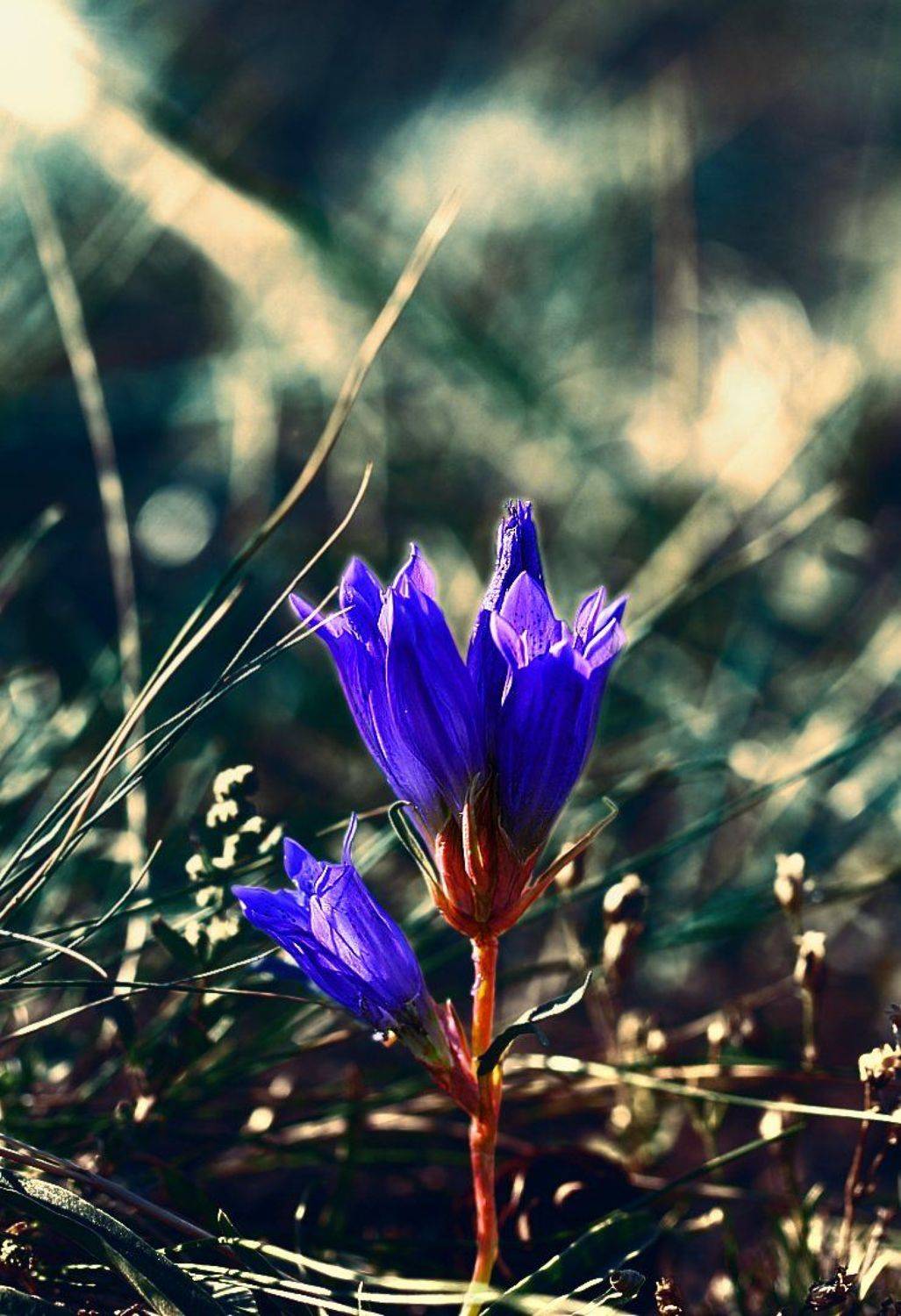 горечавки, сокольницы, цветок, цветы, соцветие, соцветия, flowers, inflorescence, gentianaceae, gentianales, Дмитрий Салтыков
