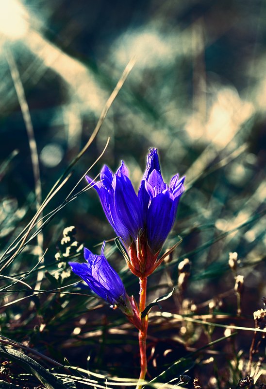 горечавки, сокольницы, цветок, цветы, соцветие, соцветия, flowers, inflorescence, gentianaceae, gentianales Волшебный цветок... фото превью