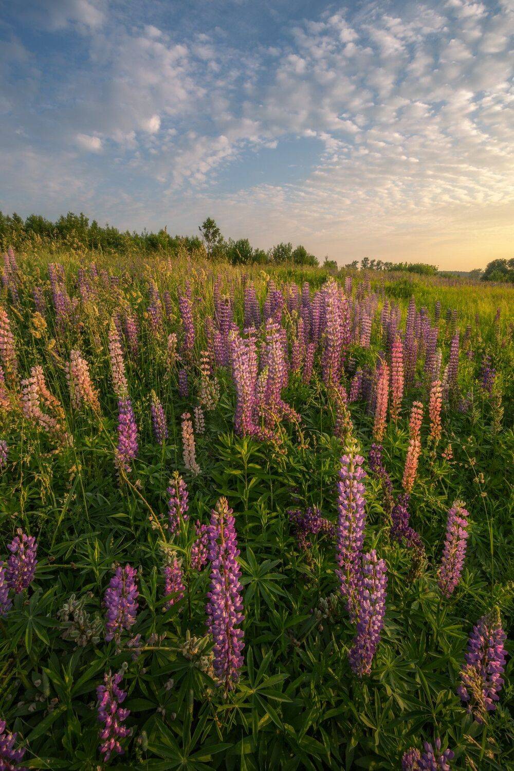 рассвет, люпины, цветы, Московская область, природа, пейзаж, лето, Мартыненко Дмитрий