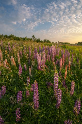 Июньский рассвет