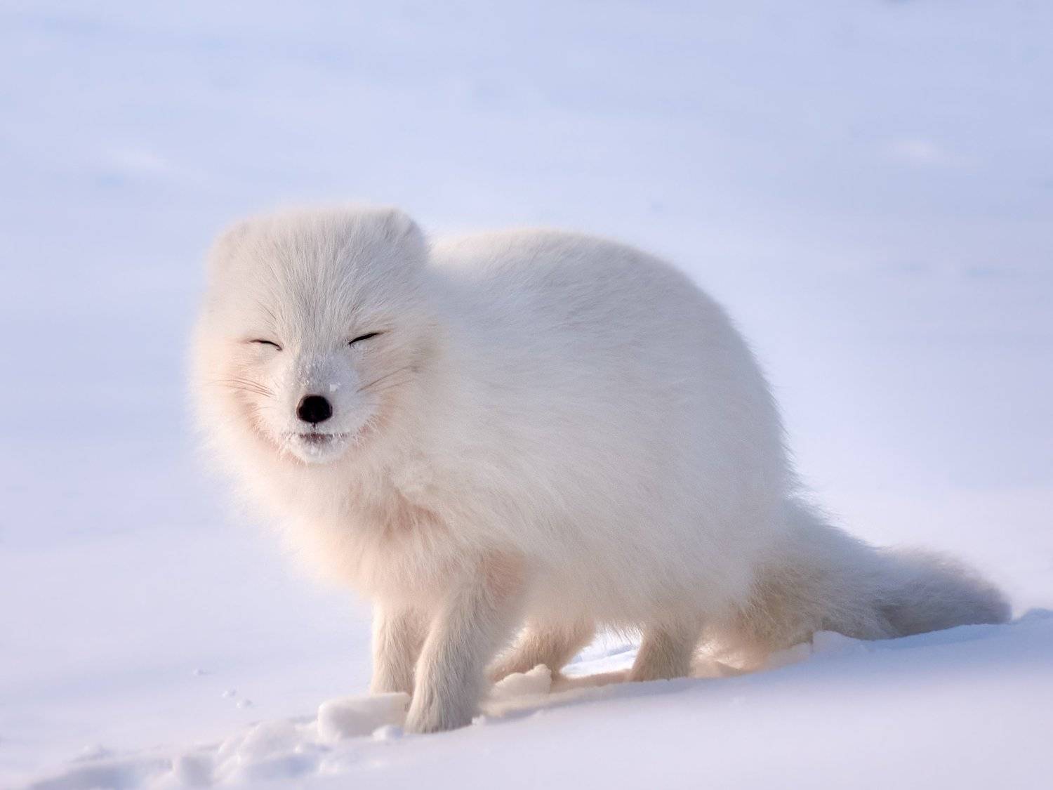 полярный лис, тундра, заполярье, зима, песец, Николай Купченко