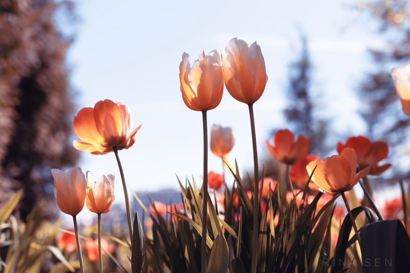 *** фото превью