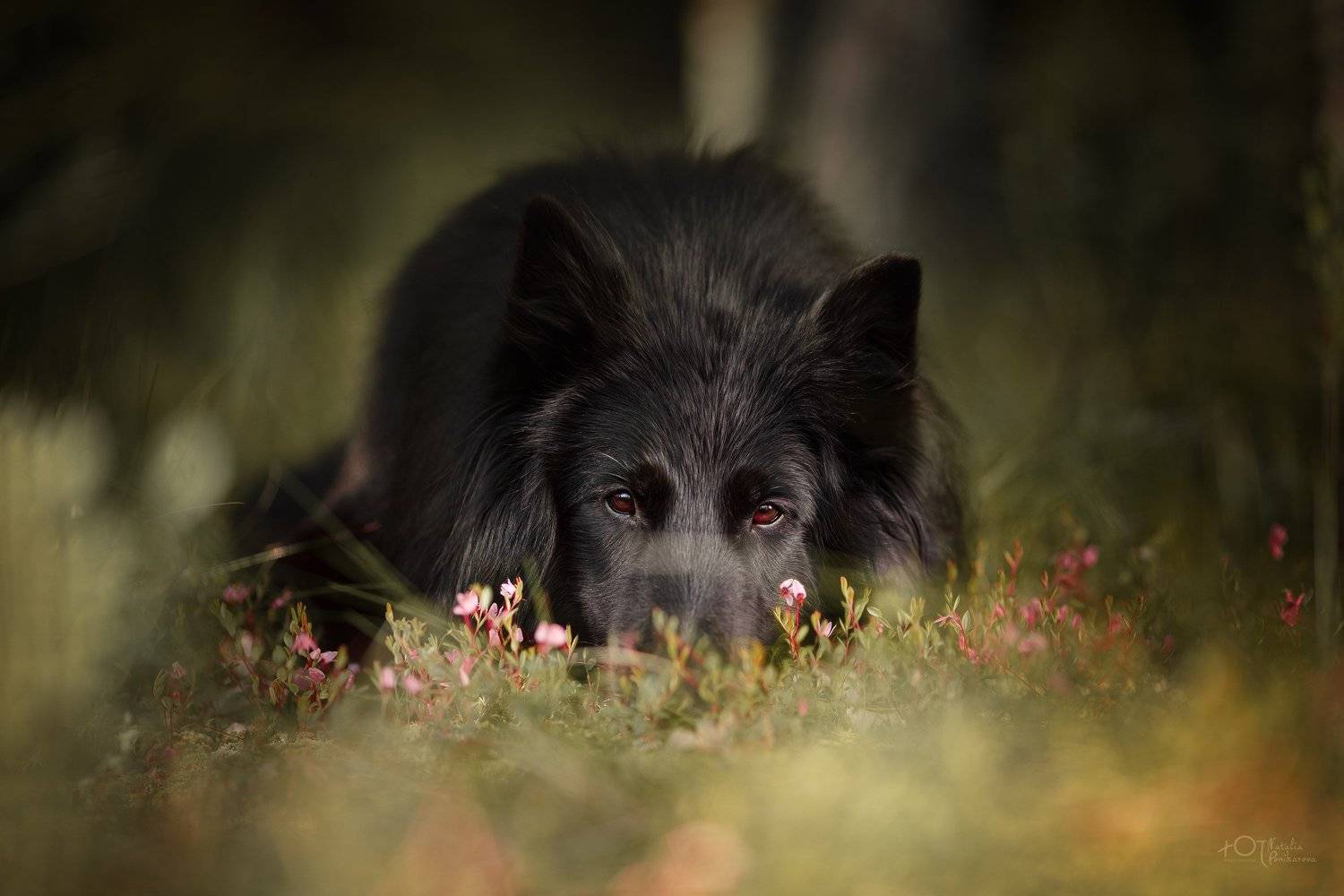 , Наталия Поникарова