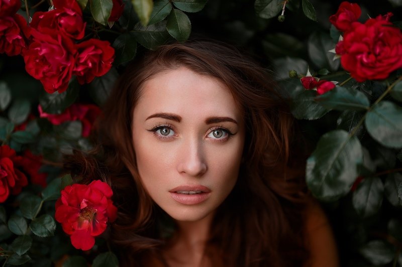 Roses фото превью