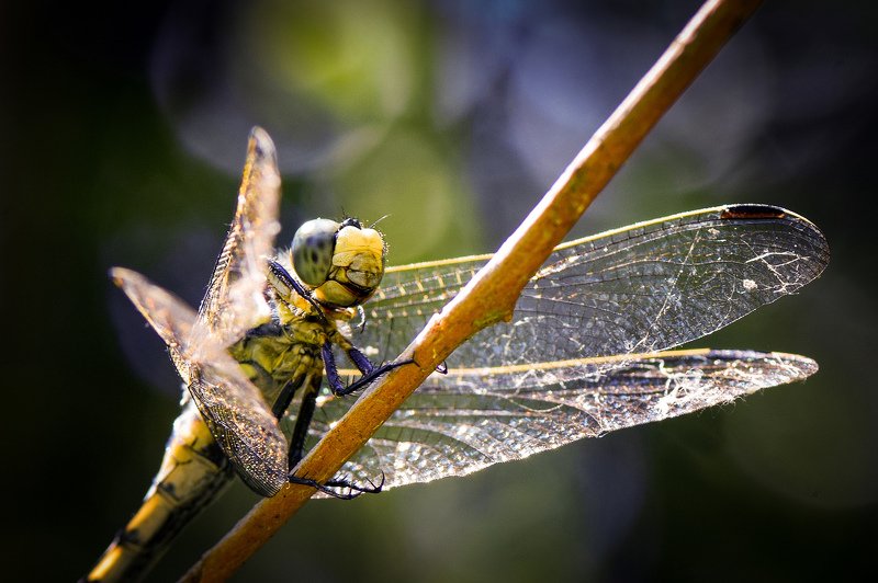стрекоза, летний день, природа, макро, макрофотография, насекомые, macro, macrophoto, dragonfly, insect *** фото превью
