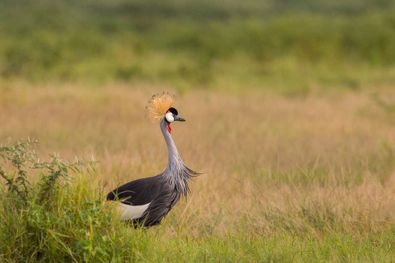 журавль, африка, кения, саванна, птица, корона Журавль венценосный. фото превью