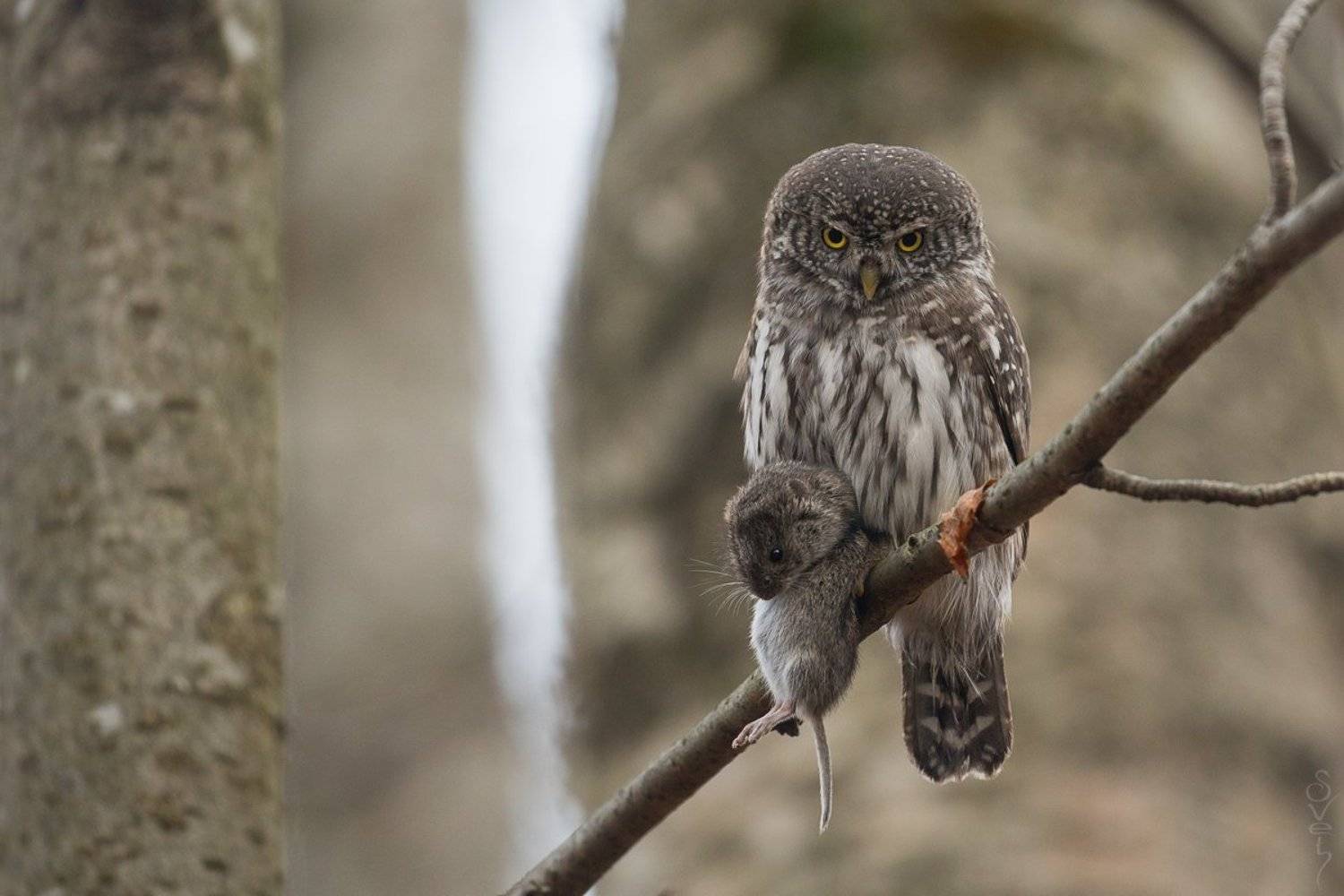 воробьиный сыч, сова, Байбекова Светлана