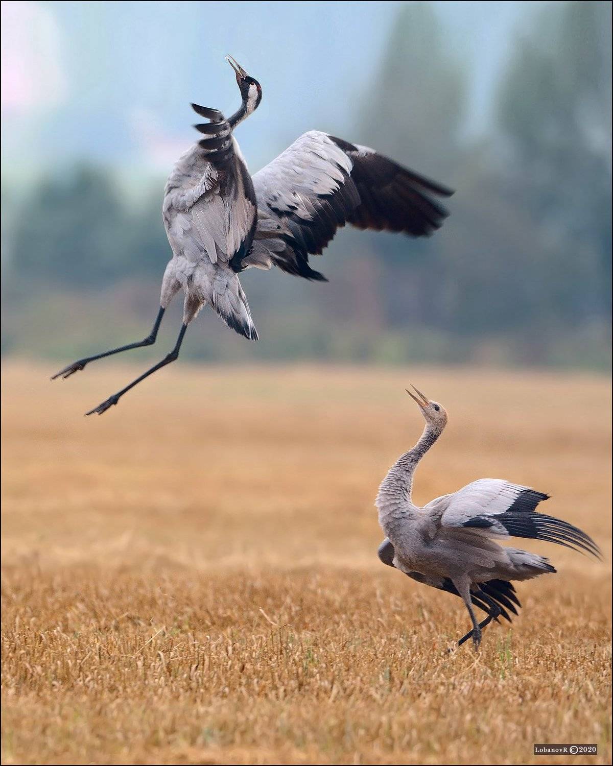 журавль, сергиев, посад, пересвет, птицы, лобанов, Lobanov Roman